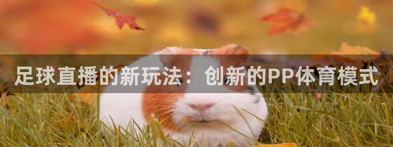 足球直播的新玩法：创新的PP体育模式